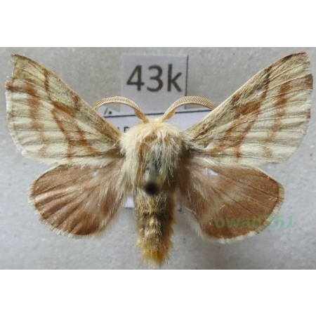 Malacosoma castrensis (Linnaeus, 1758) male Barczatka wilczomleczówka Czech43k